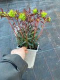 Euphorbia amy. Purpurea - Champion Plants