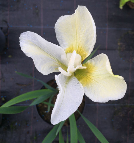 Iris sibirica Butter & Sugar - AGM - Champion Plants