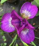 Iris sibirica Ewen - Champion Plants