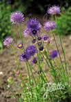 Jasione laevis 'Blaulicht' - Champion Plants