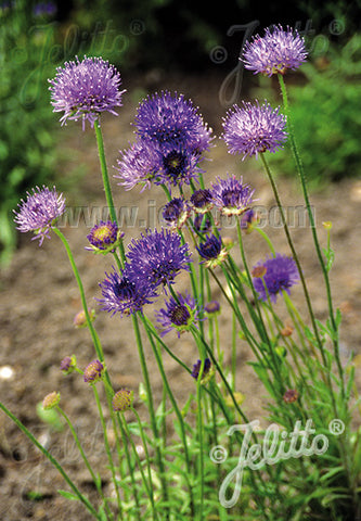 Jasione laevis 'Blaulicht' - Champion Plants