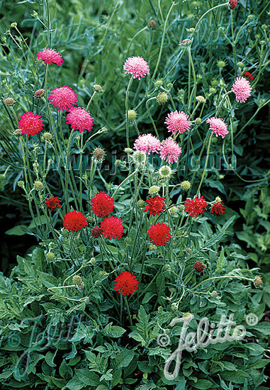 Knautia macedonica Melton pastels - Champion Plants