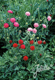 Knautia macedonica Melton pastels - Champion Plants