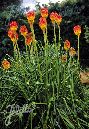 Kniphofia rooperi - AGM - Champion Plants