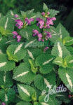 Lamium maculatum - Champion Plants