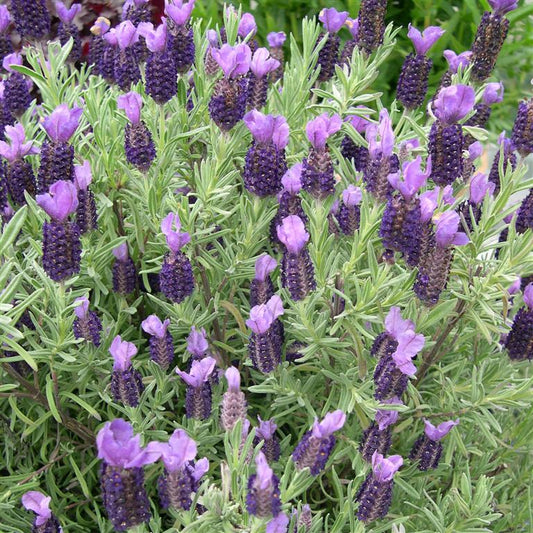 Lavandula Devon Compact - Champion Plants