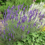 Lavandula angustifolia Hidcote (Lavender) - Champion Plants