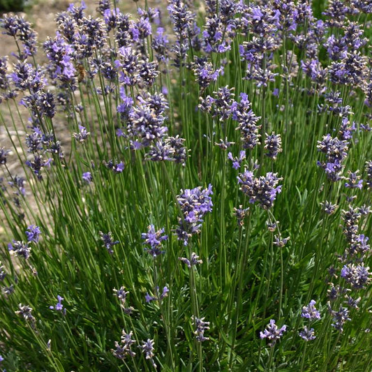 Lavandula angustifolia Munstead (Lavender) - Champion Plants