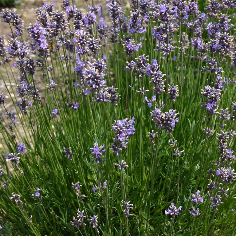 Lavandula angustifolia Munstead (Lavender) - Champion Plants