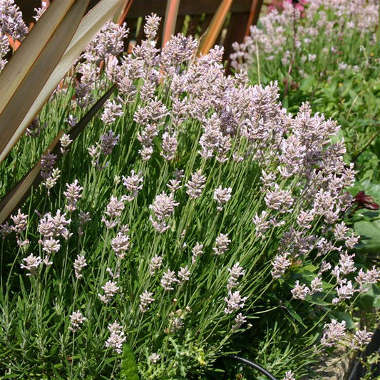 Lavandula angustifolia Rosea (Lavender) - Champion Plants