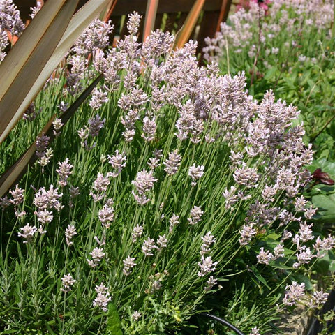 Lavandula angustifolia Rosea (Lavender) - Champion Plants