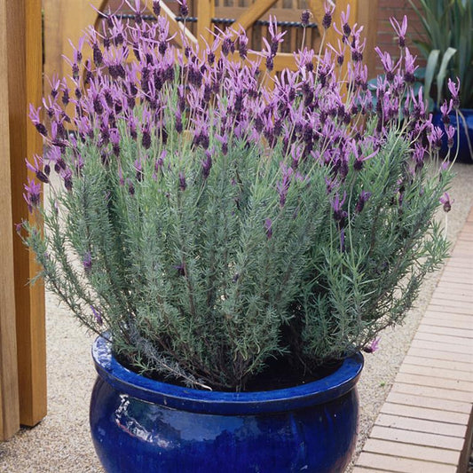 Lavandula st. Papillion - Champion Plants