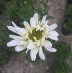 Leucanthemum Wirral Supreme - AGM - Champion Plants