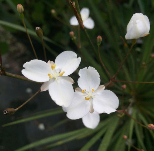 Libertia Grasshopper - Champion Plants