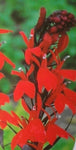 Lobelia Queen Victoria - Champion Plants
