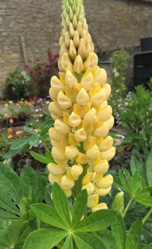 Lupin Chandelier - Champion Plants