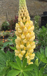 Lupin Chandelier - Champion Plants