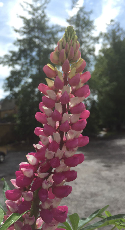 Lupin Chatelaine - Champion Plants