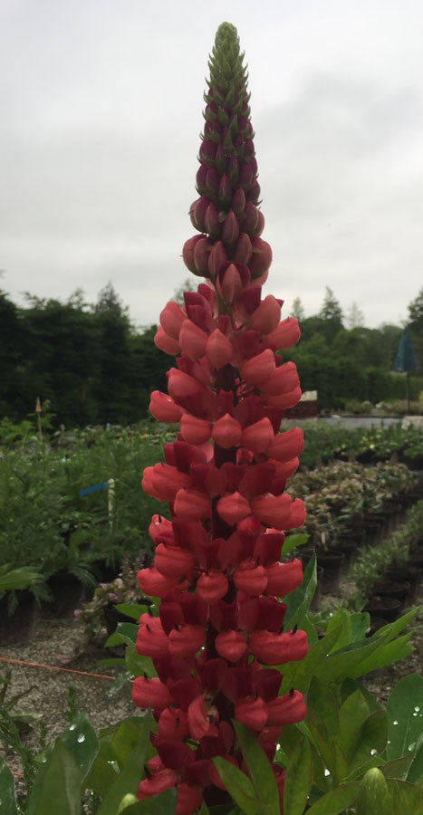 Lupin My Castle - Champion Plants