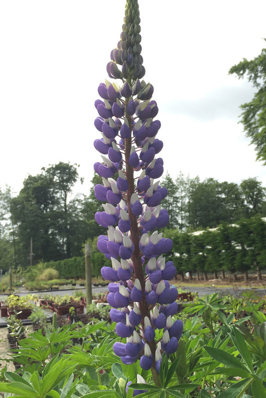 Lupin The Governor - Champion Plants