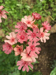 Lychnis chalcedonica Pinkie - Champion Plants