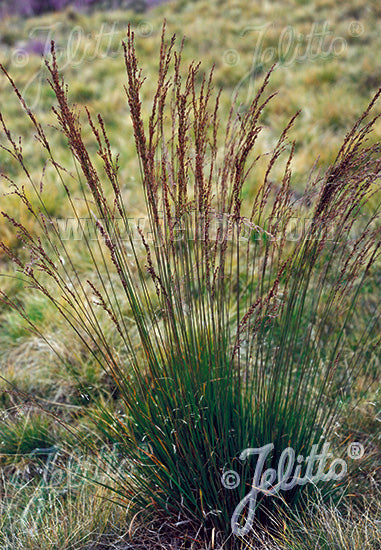 MOLINIA caerulea ssp. caerulea 'Variegata' - Champion Plants