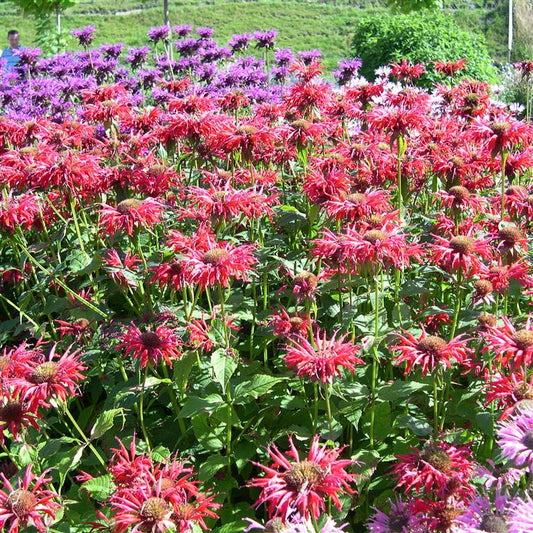 Monarda Cambridge Scarlet - Champion Plants