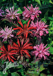 Monarda Panorama Red - Champion Plants