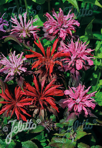 Monarda Panorama Red - Champion Plants