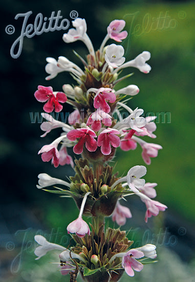 Morina longifolia - Champion Plants