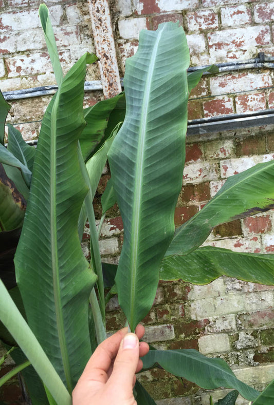 Musa Thai Black (Thai Banana) - Champion Plants