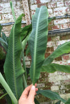 Musa Thai Black (Thai Banana) - Champion Plants