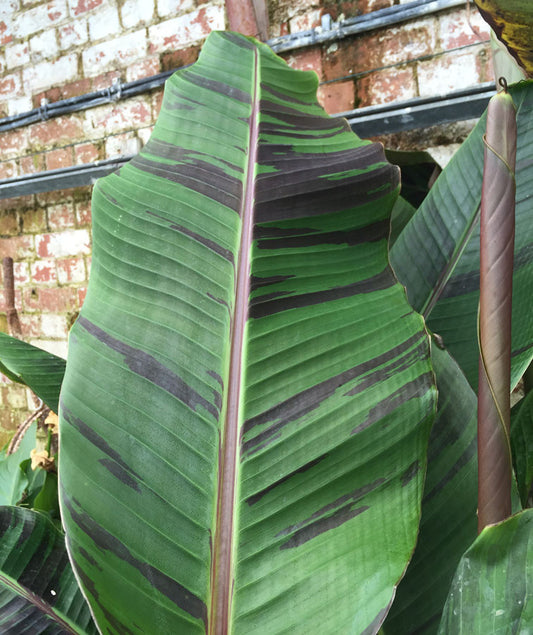 Musa sikkimensis Red Tiger (Darjeeling Banana) - AGM - Champion Plants