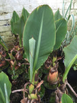 Musella Lasiocarpa (Golden Lotus Banana) - AGM - Champion Plants