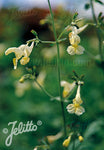 Nepeta govaniana - Champion Plants