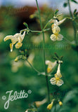Nepeta govaniana - Champion Plants