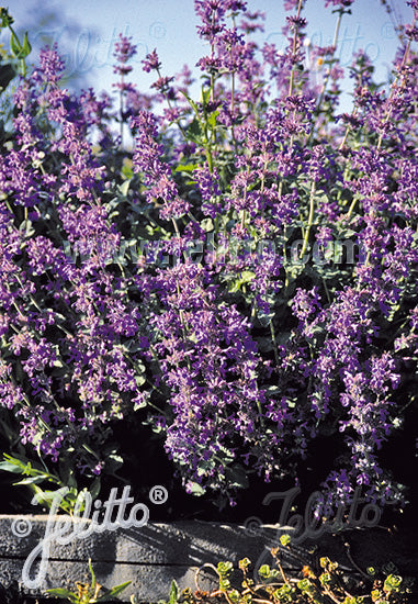 Nepeta racemosa - Champion Plants
