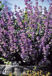 Nepeta musinii - Champion Plants