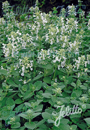 Nepeta racemosa Alba - Champion Plants