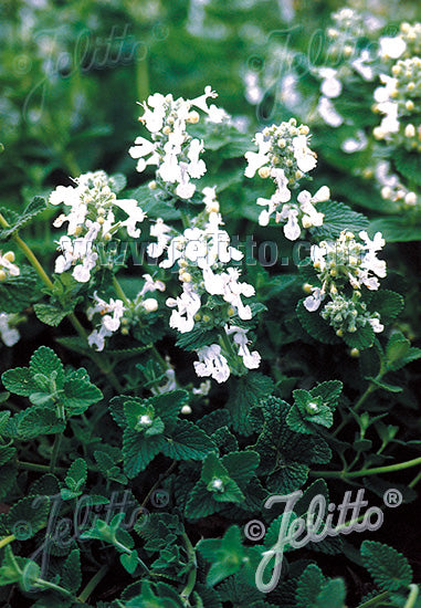 Nepeta racemosa Alba - Champion Plants