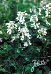 Nepeta racemosa Alba - Champion Plants