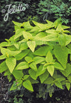 Nepeta govaniana - Champion Plants