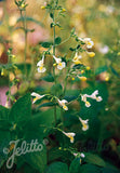 Nepeta govaniana - Champion Plants