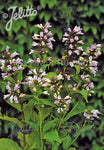 Nepeta subsessilis Pink Dreams - Champion Plants