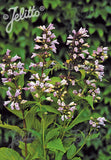 Nepeta subsessilis Pink Dreams - Champion Plants