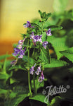 Nepeta stewartiana - Champion Plants