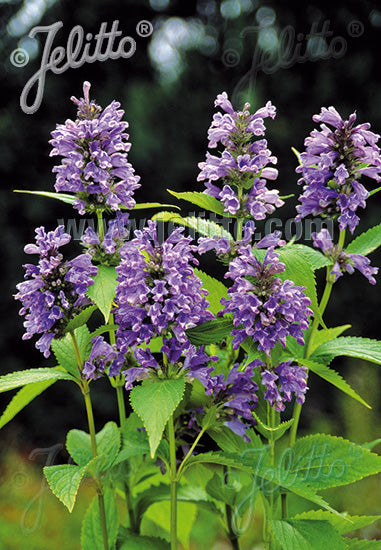 Nepeta subsessilis Blue Dreams - Champion Plants