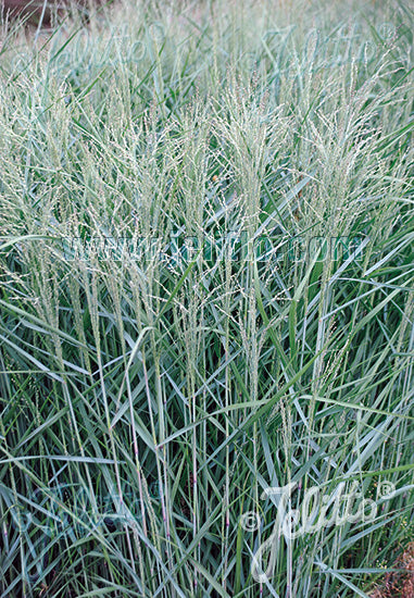 Panicum virgatum Blue Giants - Champion Plants