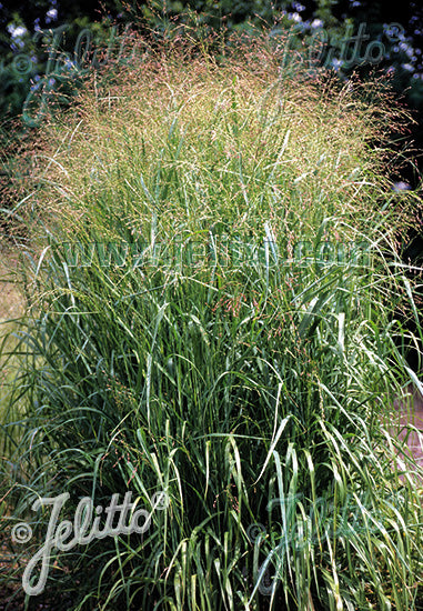 Panicum virgatum Emerald Chief - Champion Plants