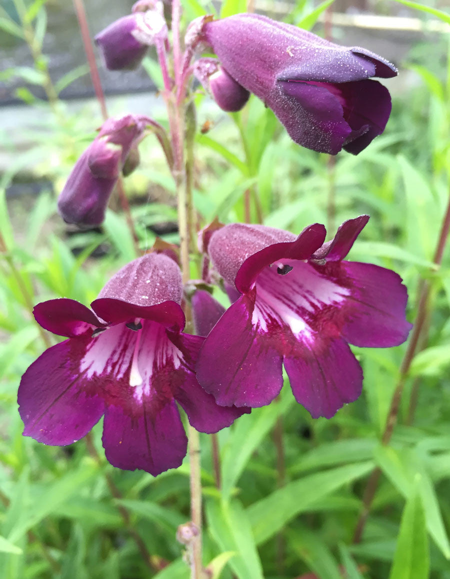 Penstemon Blackbird - Champion Plants